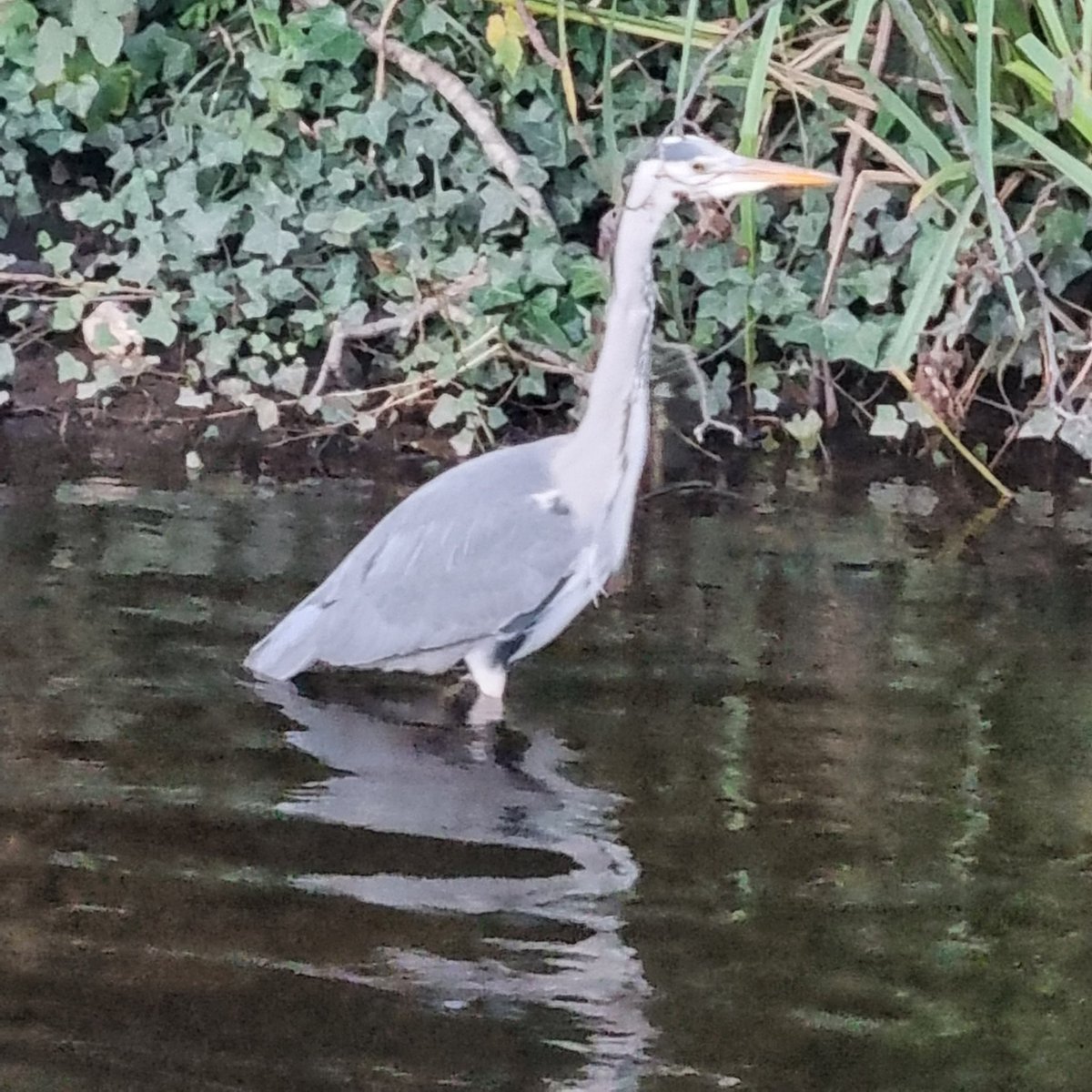 MaeveMcMahon's tweet photo. #day2 of #100daysofwalking and had my lovely son for company, almost lost him amongst the #wildlife #theDodder glad to be back at it this year #round3crew @NTBreakfast https://t.co/isprpABFIL
