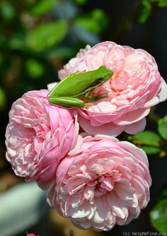 batting_love's tweet photo. 花のある日常(with flower)🌺🌺🌺🌺 https://t.co/830eqhykDI