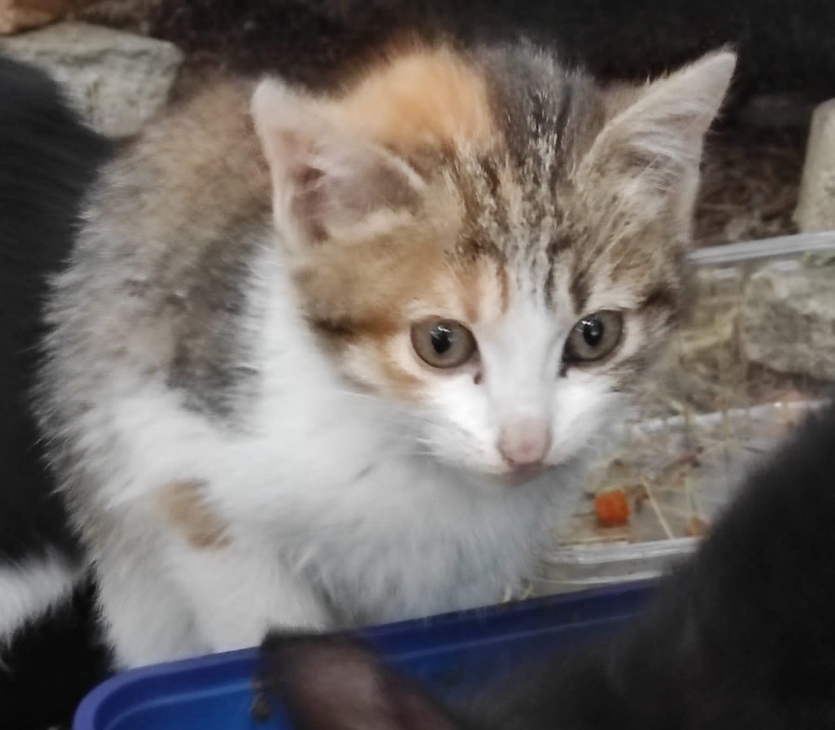 Solopar53137293's tweet photo. 2 bebes en adopció Conjunta #Balaguer Aquests petits de dos mesos i mig busquen adopció conjunta i responsable. Estan en una colònia i ara vindrà el fred 😢 Contacte amb Dolors: 645-972176 #XarxaBarcelonaAdopcions #XarxaCatalunyaAdopcions https://t.co/Uh23n7s03l