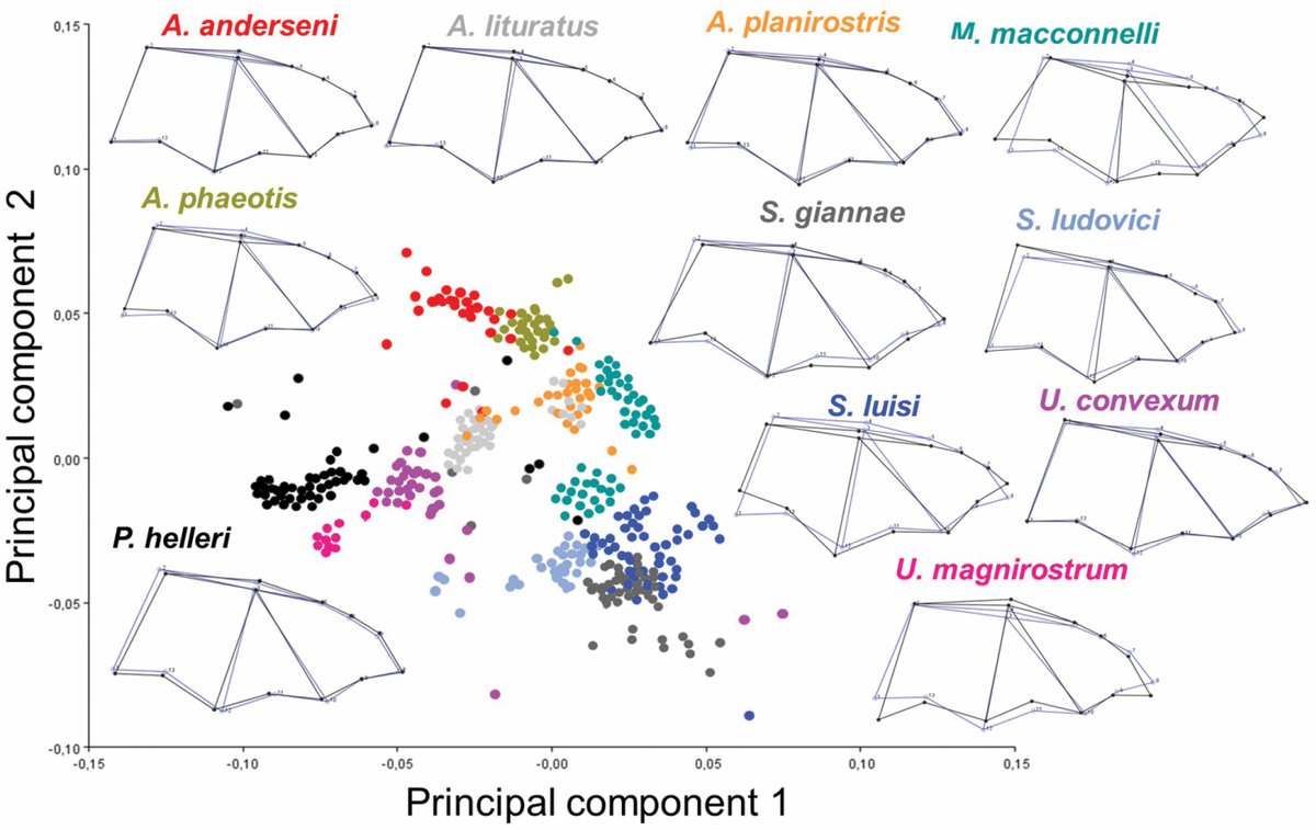 burtonlim's tweet photo. Wing shape is associated with food specialization of fruit-eating bats in the tropical dry forests of Colombia. Research led by @LeidyVi91157316 and @Leidyazucena7 from a collaborative project when they were visiting @ROMtoronto just as the pandemic hit!  https://t.co/5mXsyRLYIT https://t.co/1hNpBDyR1I