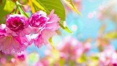 花のある日常(with flower)🌺🌺🌺🌺
