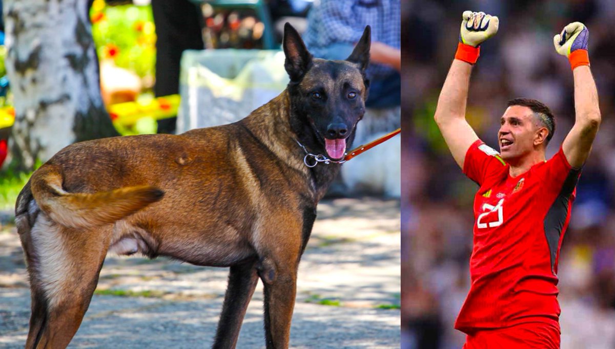 TorresErwerle's tweet photo. Dibu Martínez compró un pastor belga malinois por 23.000 euros.

El perro fue entrenado por fuerzas especiales, y Dibu lo compró para proteger su casa, ya que últimamente están asaltando bastantes viviendas de los jugadores en Inglaterra. https://t.co/X1fpjN10WY