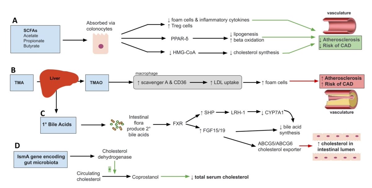 Treatment of Dyslipidemia through Targeted Therapy of Gut Microbiota
mdpi.com/2072-6643/15/1… <a href="/EwingT_PhD/">Dr. Todd Ewing PhD</a> <a href="/_INPST/">International Natural Product Sciences Taskforce</a> <a href="/dronita_de/">Ronita De, PhD</a> <a href="/aydinnalper/">Alper Aydın (Dietitian ) 🍏🍴</a> <a href="/_atanas_/">Atanas G. Atanasov</a> <a href="/SoftwarImmortal/">#KUNDALINI #YOGA Thakkar Babubhai</a> <a href="/HealthyFellow/">J P Fanton</a> <a href="/IberianCitizen/">IberianCitizen</a>
Role of Gut Microbiota Metabolites on Dyslipidemia and Atherosclerosis.