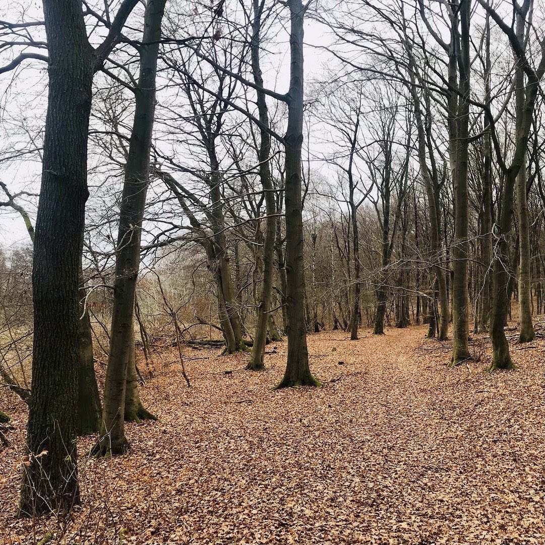 underagreysky's tweet photo. First family walk in the woods for 2023… #adventuresbeyondthefrontdoor #derflaeming https://t.co/x6h2bj4m5s
