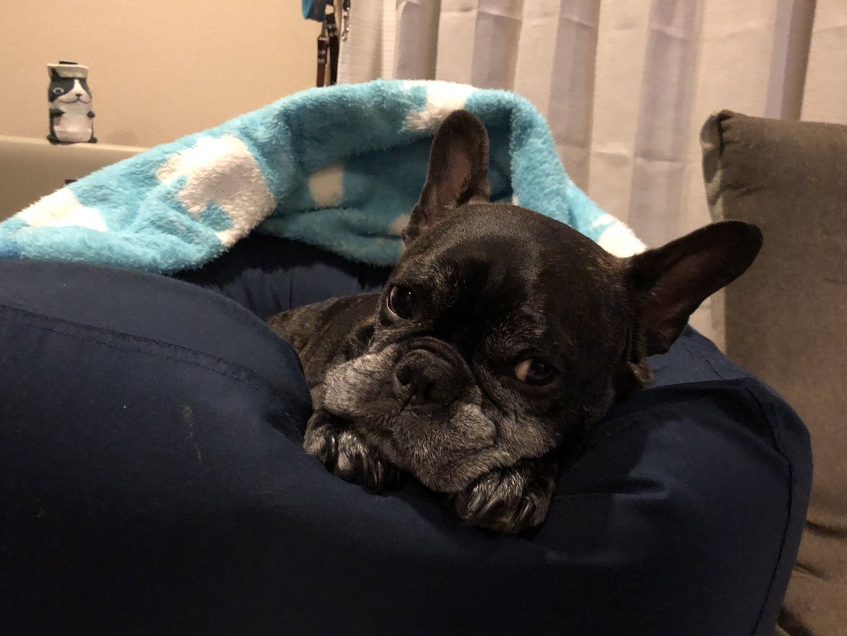 Misya28's tweet image. 明けましておめでとうございます🎍
本年もよろしくお願いいたします。

イチロー地方は、あいにくの天気でお外に出れないので、ぬくぬく寝正月です。

今年も健康第一で*.⋆( ˘̴͈́ ॢ꒵ॢ ˘̴͈̀ )⋆.*