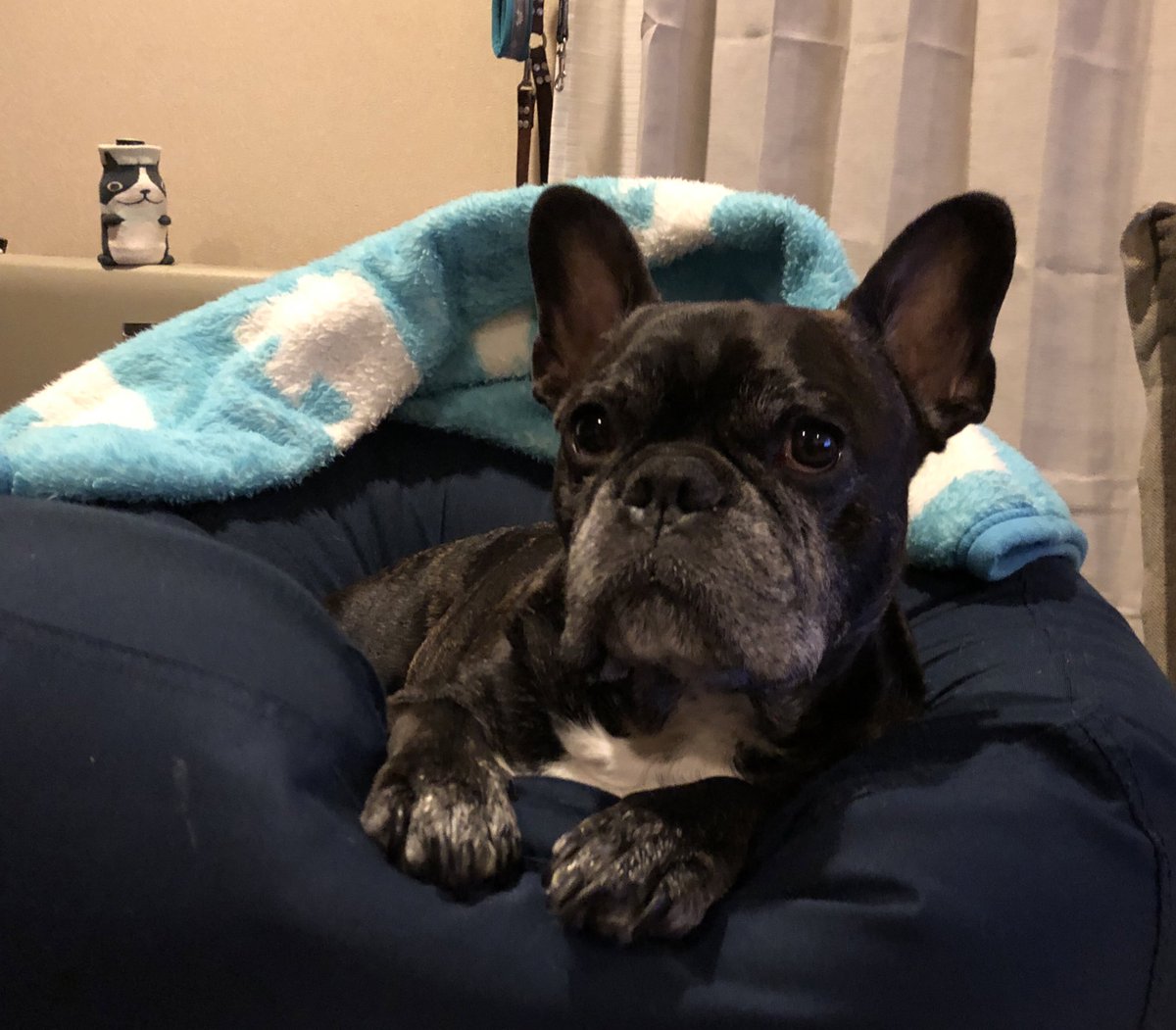 Misya28's tweet image. 明けましておめでとうございます🎍
本年もよろしくお願いいたします。

イチロー地方は、あいにくの天気でお外に出れないので、ぬくぬく寝正月です。

今年も健康第一で*.⋆( ˘̴͈́ ॢ꒵ॢ ˘̴͈̀ )⋆.*