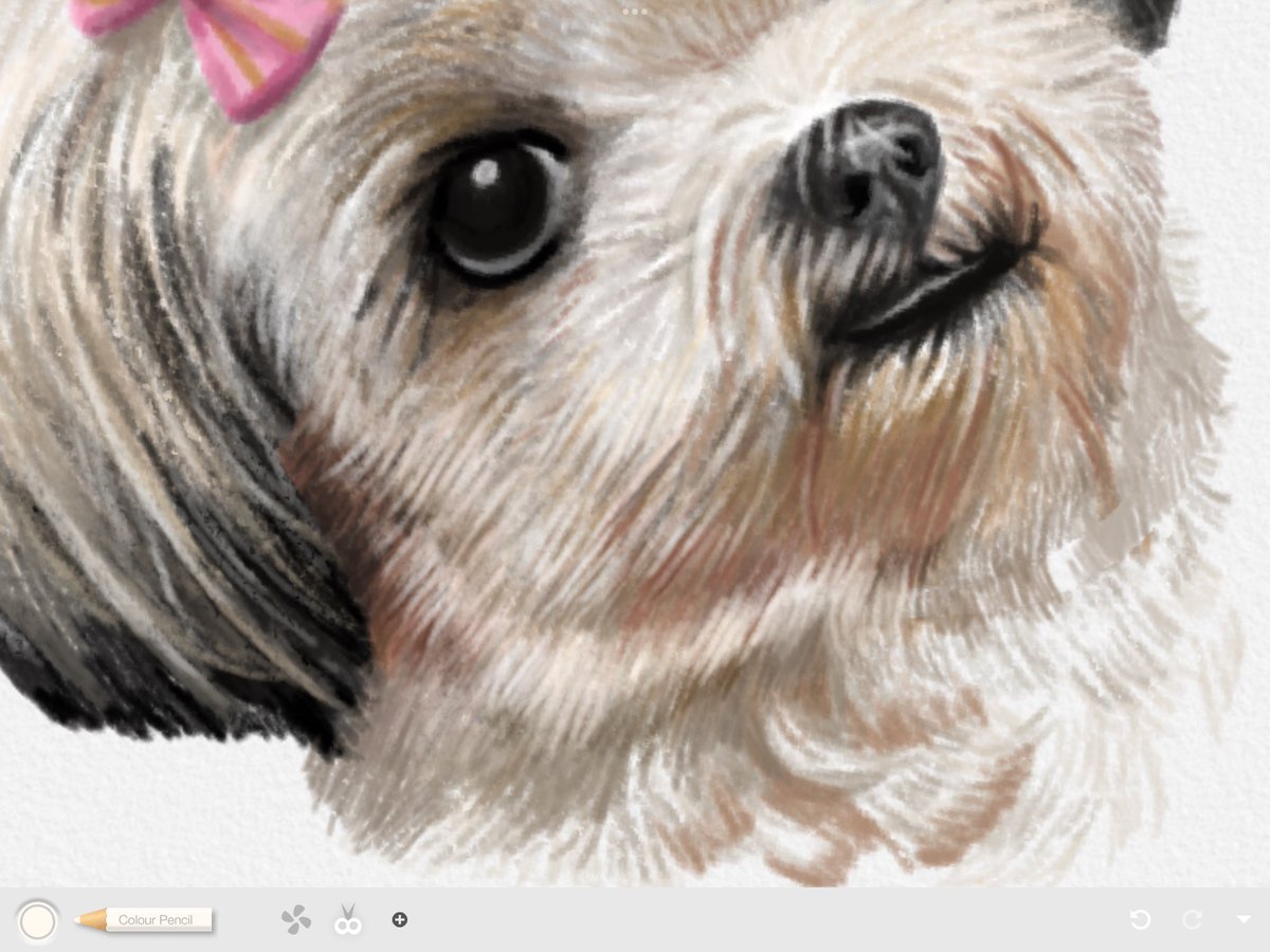 thejunkyartph's tweet photo. Drawing my furbaby using color pencil digitally. First time using this medium! 🥰 #colorpencil #digitalart https://t.co/2KpCpWmDkT
