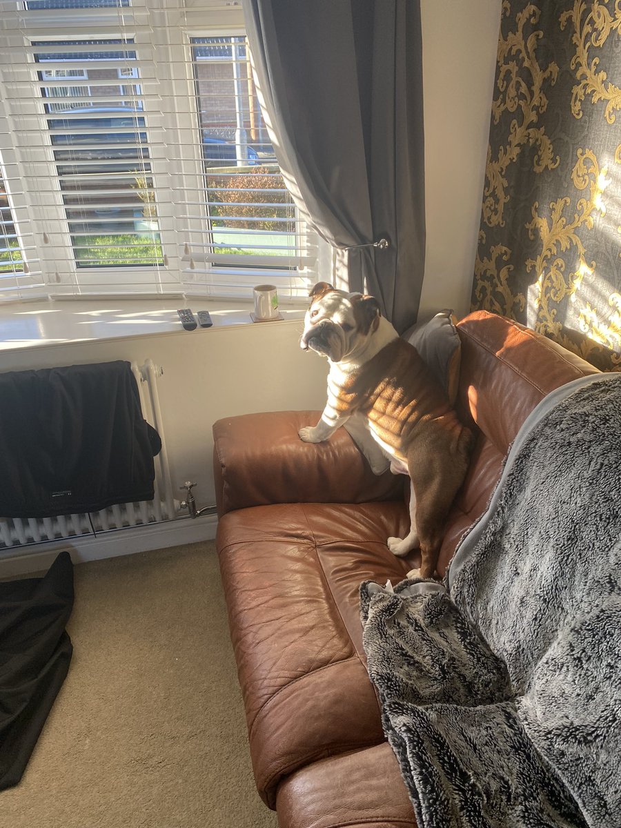 bulldog_harry's tweet photo. Glad the #ChristmasTree is down. Now I get to go back on the #ForbiddenSofa in my #SunSpot 🌞 #HarryTheBulldog 🐶 #WoofWoof 🐾 #DogsOfTwitter #Bulldogs #Dog https://t.co/qJdw6Vzppo