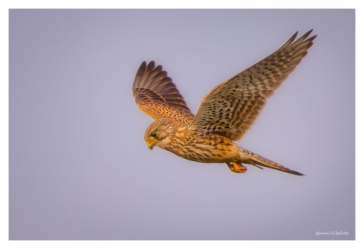 Ron Mitchell Photo tweet media