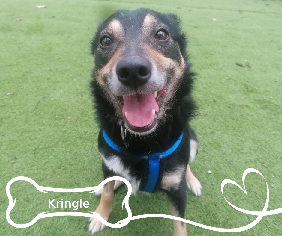 🏠Collie Kringle is ready for his new home. He can be a little shy and sensitive so will need plenty of patience for him to adjust. He could live with another calm dog but is looking for an adult only home.
Find out more about this gorgeous boy here:
👉hoperescue.org.uk/dogs-for-adopt…