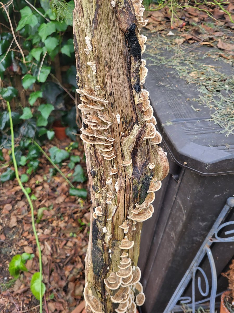 Simon Bear tweet media