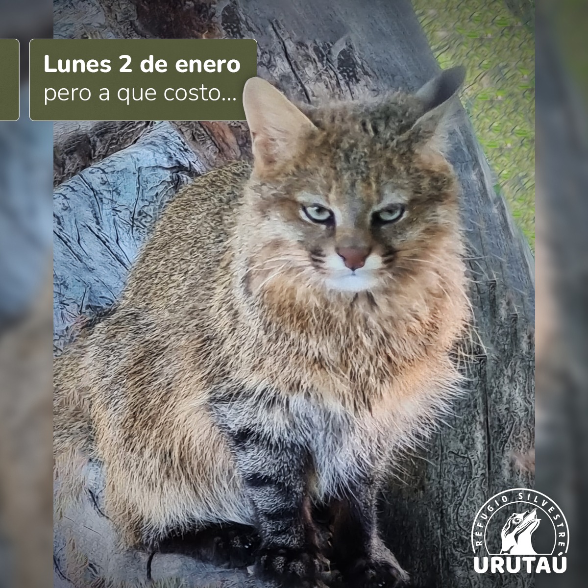 Refugio Silvestre Urutaú tweet media