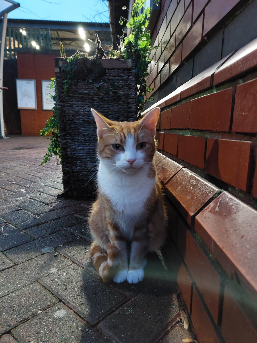 George The Stourbridge Junction Station Cat tweet media
