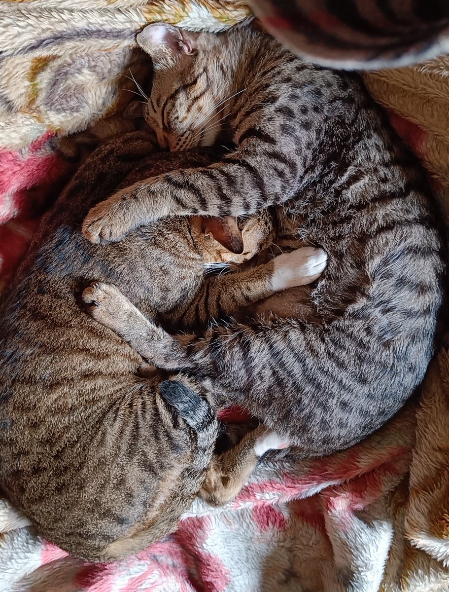 KittuTheTabby's tweet photo. New year. Old us. 
#happynewyear #cats_of_instagram #catsofweek @catsofinstagram #catstagram #catsoftwitter #catsnapping #catnapping #catnapsallday #catsnuggling #catsnugglesarethebest #catloafmonday #petsarefamily #catslivesmatter #adoptdontshop https://t.co/esULprwmkz