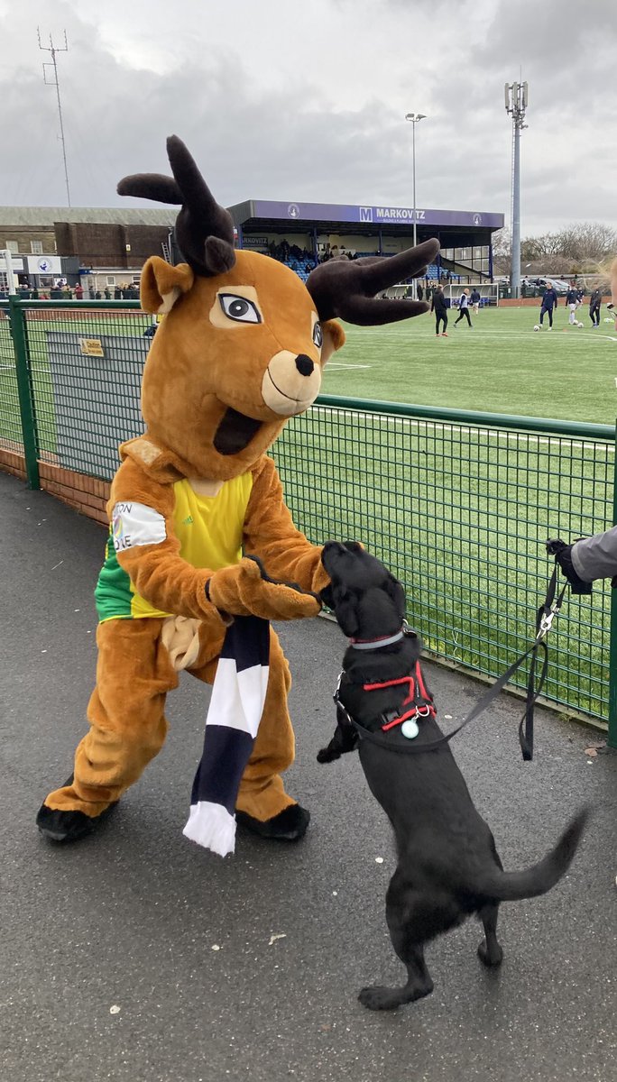 Freya making friends with the locals <a href="/Buxton_FC/">Buxton Football Club</a> v <a href="/AlfretonTownFC/">Alfreton Town FC</a> 📸 <a href="/BenChillingham/">finingupwardssequence</a>