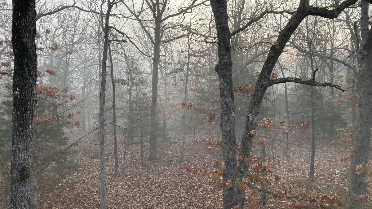 TimGarrisonMO's tweet image. Foggy New Year! 🎉🍾🦌
@MDC_online #DeerHunting
#AlternativeMethodsSeason
#MuzzleloaderSeason #LastChance