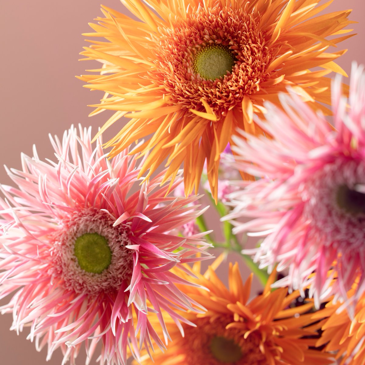 #HappyNewYear! Our team wishes you a colourful year filled with happiness and joy. As we begin a new year, we are excited for everything that 2023 has in store for all of us. We are looking forward to the highlights and brand new varieties this year will bring ✨ #hilverdaflorist