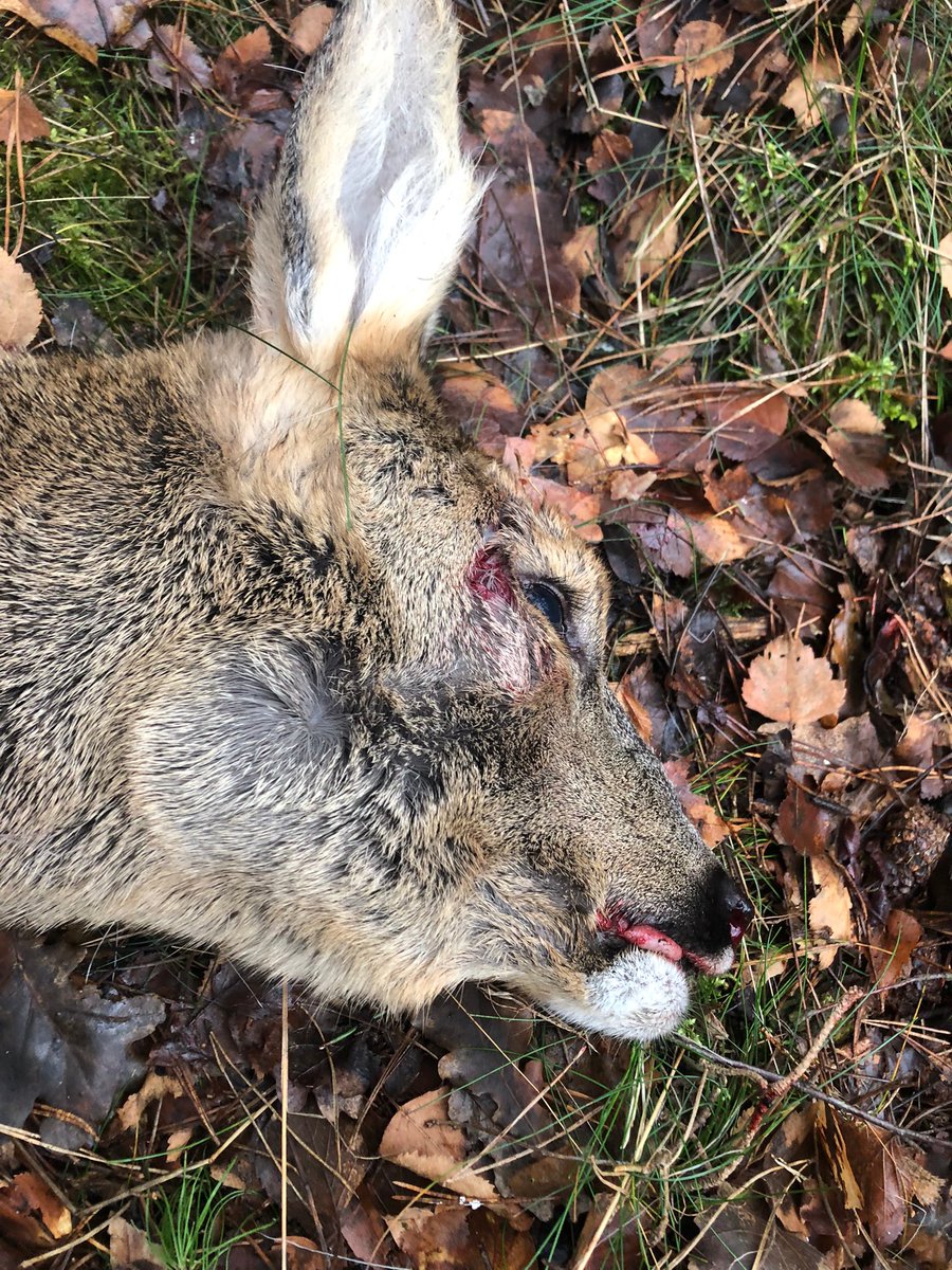 BoaEde_Victor's tweet image. Gister is deze #ree door een collega uit haar lijden verlost. Aangevallen door 2 honden (Retrievers). Omgeving #goudsberg in #Lunteren. Mocht je iets gezien hebben, alle informatie is welkom! 0318-680132 of M 0800-7000 (BVH:2023001576) @GemeenteEde @POL_Gelderland @HandhavingEde