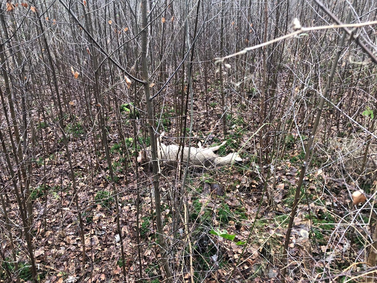 BoaEde_Victor's tweet image. Gister is deze #ree door een collega uit haar lijden verlost. Aangevallen door 2 honden (Retrievers). Omgeving #goudsberg in #Lunteren. Mocht je iets gezien hebben, alle informatie is welkom! 0318-680132 of M 0800-7000 (BVH:2023001576) @GemeenteEde @POL_Gelderland @HandhavingEde