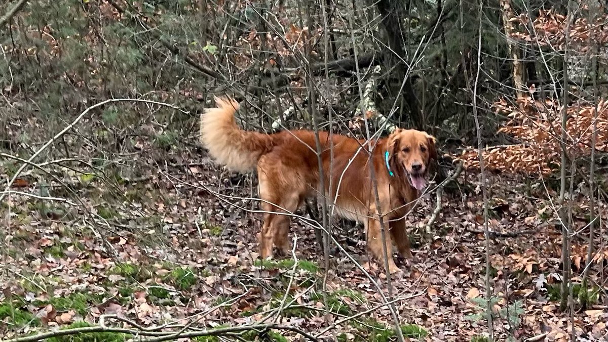 BoaEde_Victor's tweet image. Gister is deze #ree door een collega uit haar lijden verlost. Aangevallen door 2 honden (Retrievers). Omgeving #goudsberg in #Lunteren. Mocht je iets gezien hebben, alle informatie is welkom! 0318-680132 of M 0800-7000 (BVH:2023001576) @GemeenteEde @POL_Gelderland @HandhavingEde