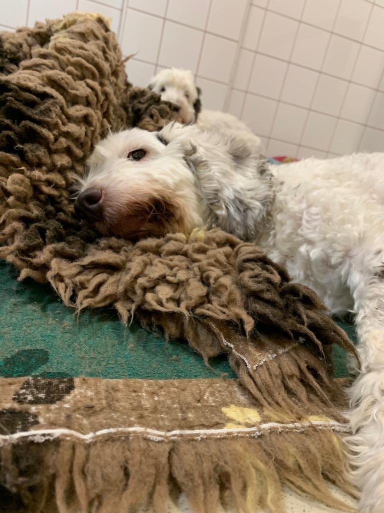 DT_Leeds's tweet photo. Seriously chill #vibes coming from Meg and Mollie’s #kennel today! 😴

They’re an adorable pair of #Cockerpoos who are looking for their forever home together. 🐶🐶

Meet them 👉 https://t.co/qLkdkVs9S2

#cockapoo #rescuedogs #adoptdontshop #rehome #sleepingdog #zzz @DogsTrust https://t.co/69KVZDTHDk