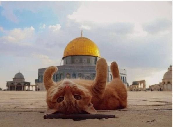 arab11__'s tweet photo. Jerusalem, Palestine https://t.co/DeczSWtG0w