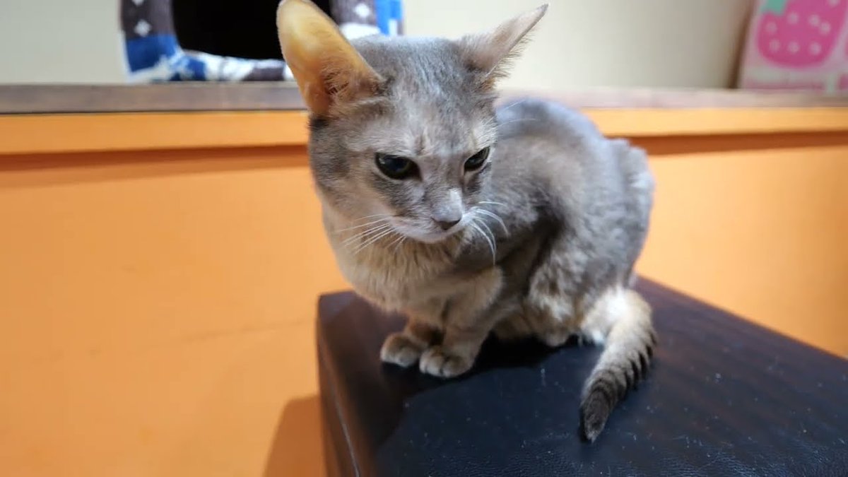 MeowMoeDotCom's tweet photo. 【#アビシニアン】おかえり～アンちゃん
 
https://t.co/aWFzfdZaEE
 
#4K60p10bit #Abyssinian #CatCafeJapan #CatVideos #GH6 #Neko #NekoJaLaLa https://t.co/9jYizLqkuN