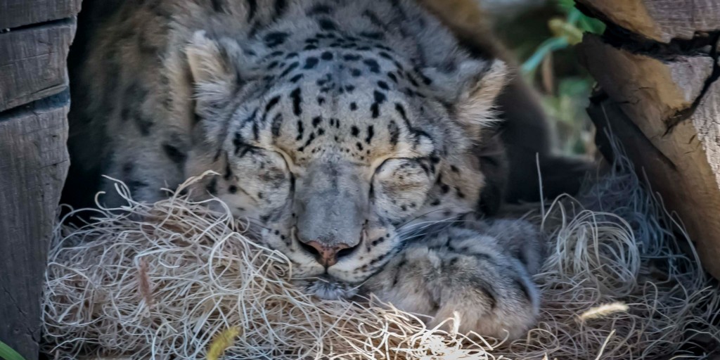 MilwaukeeCoZoo's tweet photo. That Monday after a long holiday weekend!
We are open today (1/2/2023) from 9:30am-2:30pm
#mondaymood #snowleopard #mood #firstmondayoftheyear #mkezoo https://t.co/sLIDTAHd0x
