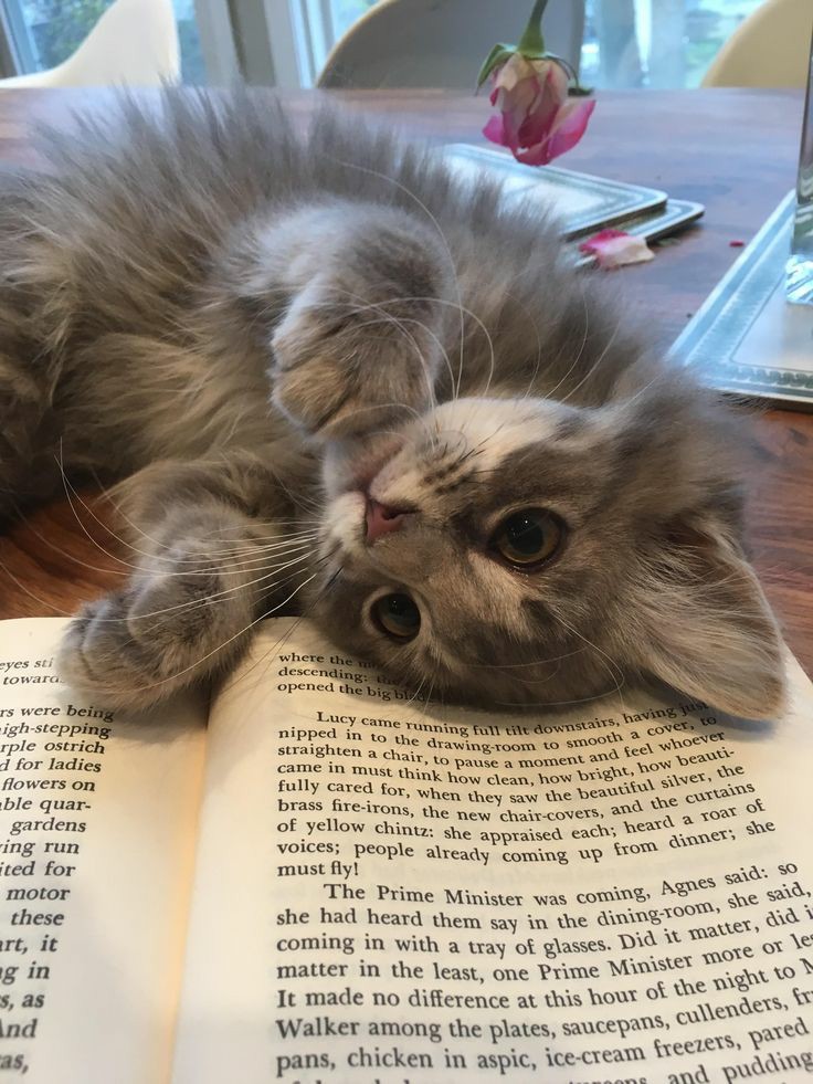 magda 🍄 tweet media