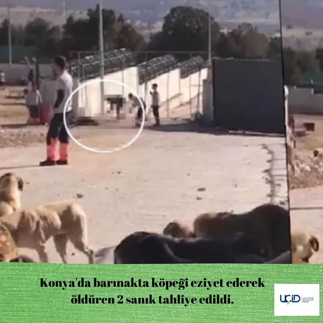 Konya Belediyesi'ne ait Hayvan Rehabilitasyon Merkezi'nde, köpeğin kürekle öldürülmesi ilgili davada; mahkeme heyeti, köpeğe vurarak öldüren Murat Bacak ile hayvanı sürükleyerek götüren Sefa Çakmak'ın tahliyesine karar verdi.

BU KARARI KAMUOYU VİCDANI NASIL DEĞERLENDİRİYOR?