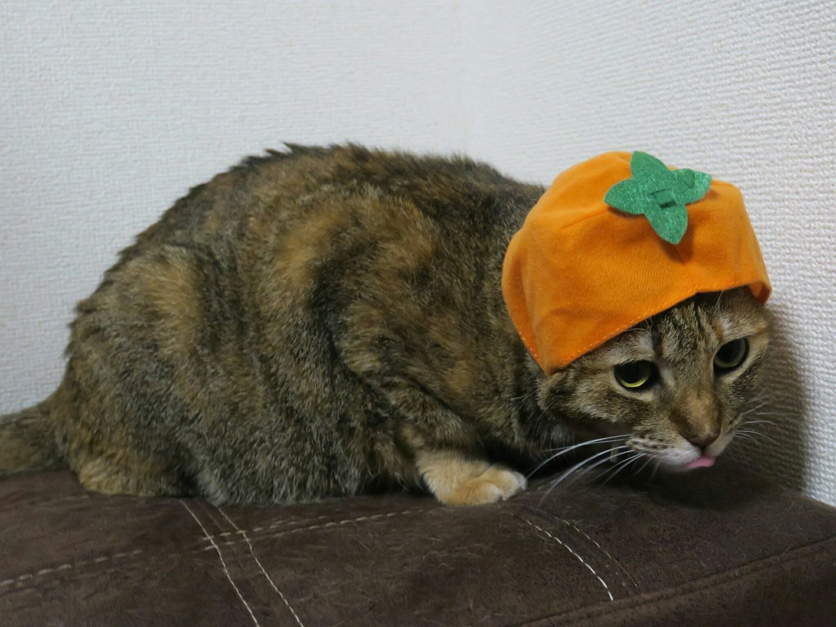 pdadhdadd's tweet photo. 遅くなりましたが、あけましておめでとうございます。
ことしもよろしくおねがいいたします。マイペース行進になりますが、のんびりとお付き合いくださると幸いです。 https://t.co/1X8KOgVktV