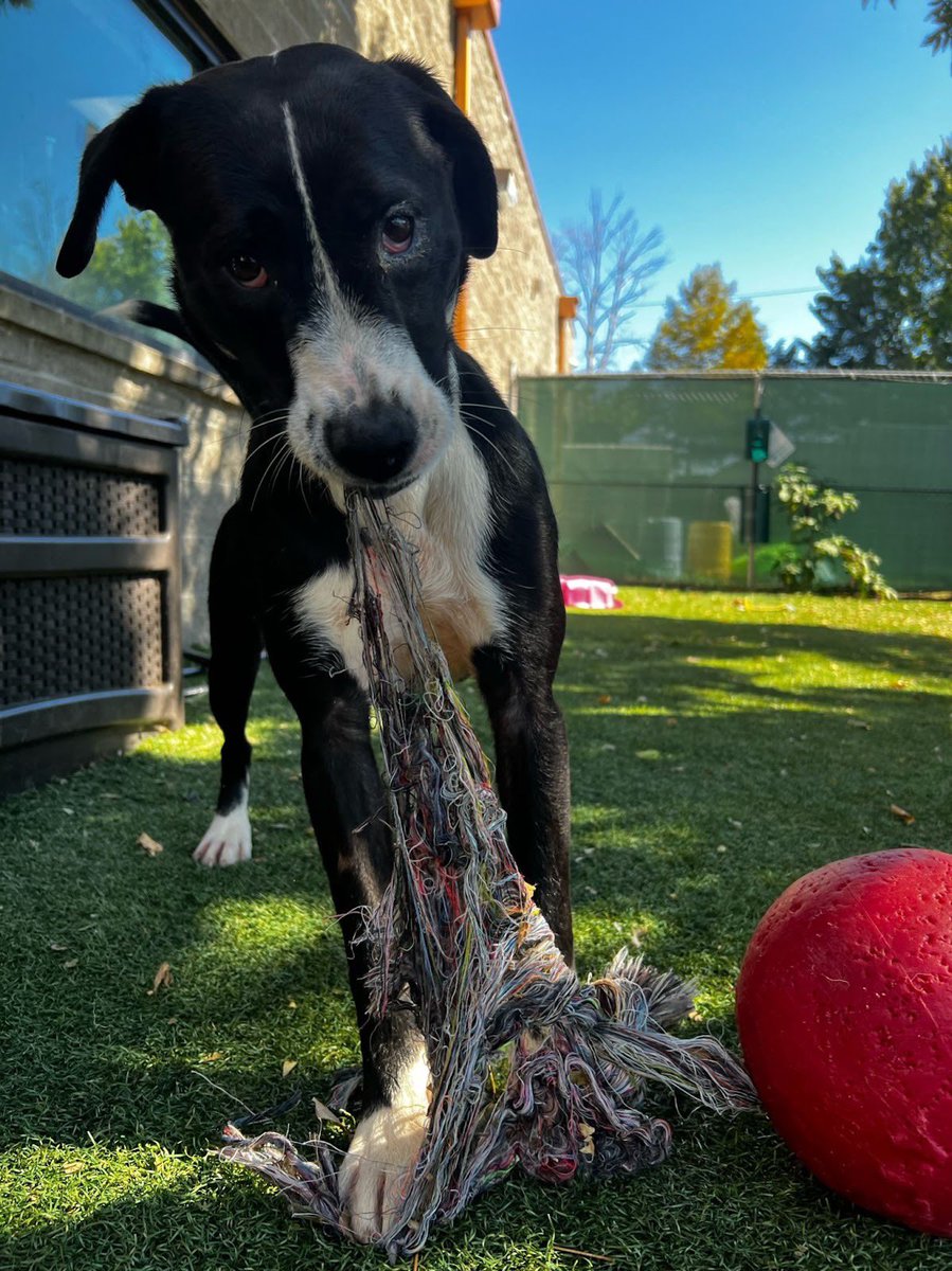 MuttNation's tweet photo. Here’s hoping 2023 is totally paw-some! 🐶 https://t.co/S3GMzqClK8