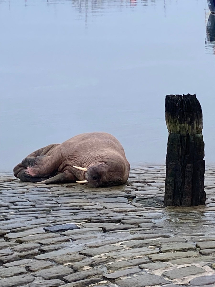 RSSS_SCSImikeC's tweet photo. It was a real "pleasure" to see Thor the Walrus, even if he did perform his own "Free Willy" stunt hours after he landed !
Big thanks to @RSPCA_Frontline @SEALIFEScarboro @BDLMR and also @ScarboroCouncil for their brilliant efforts to keep our guest safe.    Safe travels Thor ❤️ https://t.co/FrmFMFrdn0