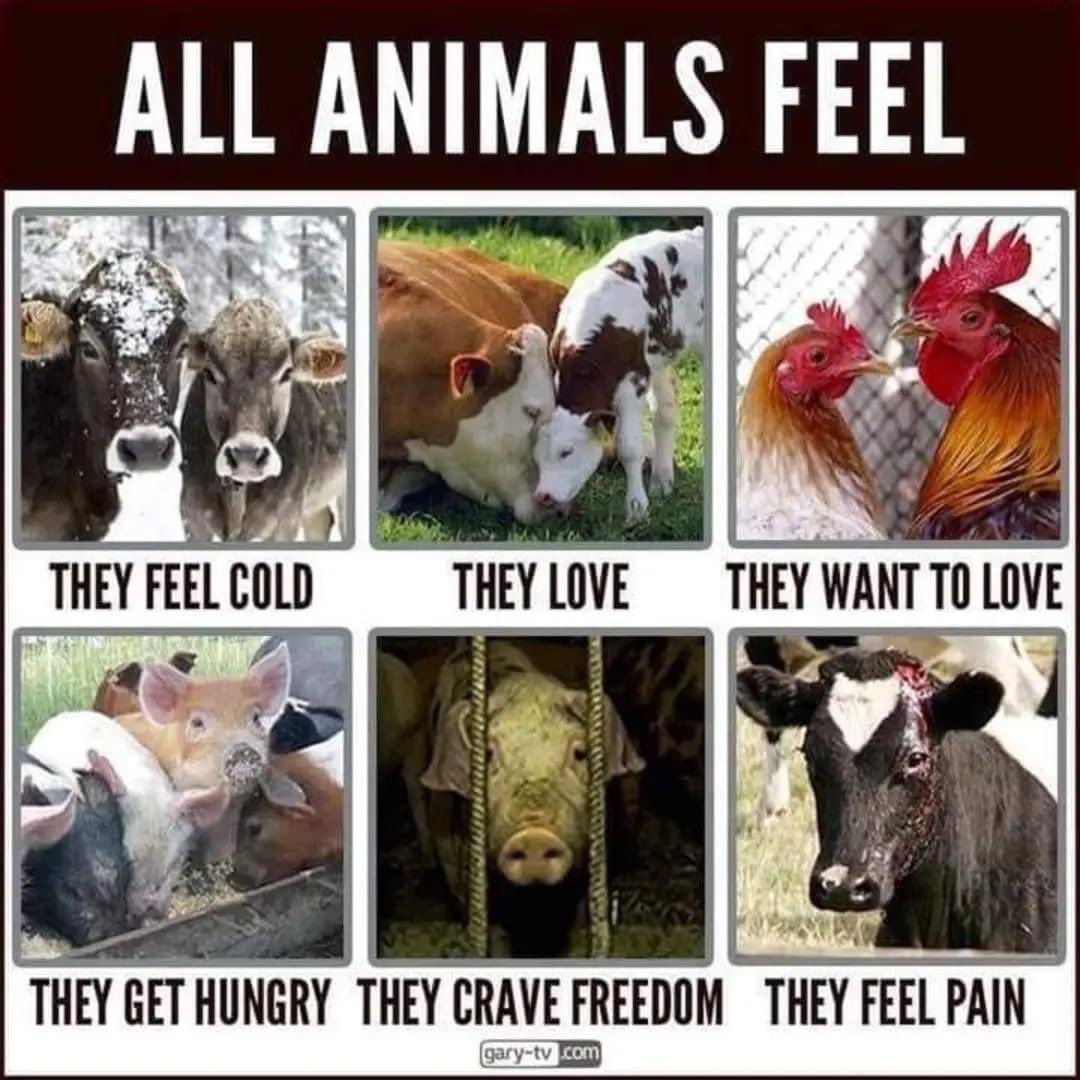 Whether in our temples, or in our homes, we can all choose to live without killing. Go Vegan 🌱💚 #animalsfeelpain #GoVegan #Vegan