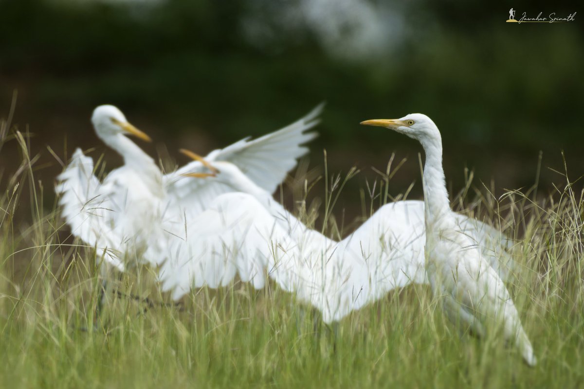 Photographers do cry ?
YES! The pain of unfocused Moments 
Fighting egrets 

#nikon #nikongears #birdwatcher #birds #egret #forest #intothewoods #rain #wings  #indianbirds #grassland #naturephotography #bbctravel #birdphotography #birdwatcher  #traveldestination #birdfight
