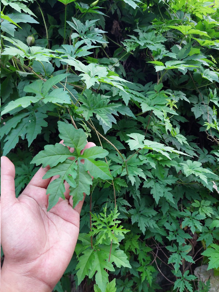 scoliosleep's tweet photo. Cobra vine, a medicinal herb popular in Bohol mostly used in treating wounds and snake bites. During the height of insurgency in the province, revolutionaries often use it to cure gunshot wounds

These days, a household w/ a cobra vine is automatically red tagged by the military https://t.co/4okBC4s40p