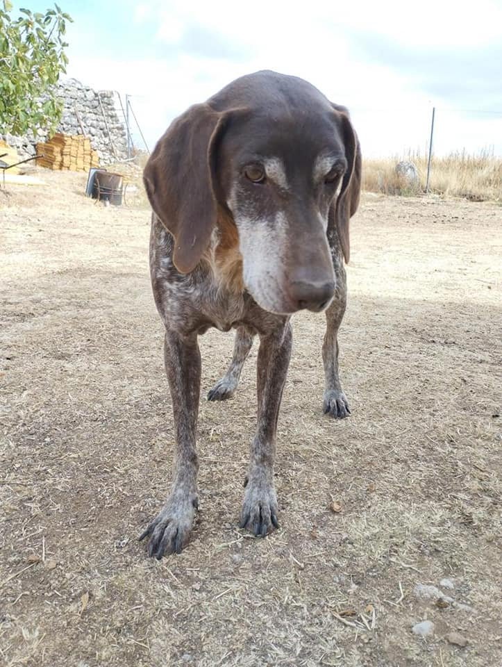 aytocabanillas's tweet photo. SE BUSCA A YOSI

Esta perrita, llamada Yosi, se escapó ayer de su casa en Cabanillas del Campo, por la zona del barrio del Mirador. 

Su familia la busca. Si la ven, se ruega llamen al 618590683 (Alejandro).

Se agradece difusión. https://t.co/dAkMligBHI