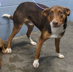Hi! My name's Finn **NOT AVAILABLE UNTIL 1/6. I am a Male Australian Shepherd and Mixed Breed.
petfinder.com/dog/finn-star-…