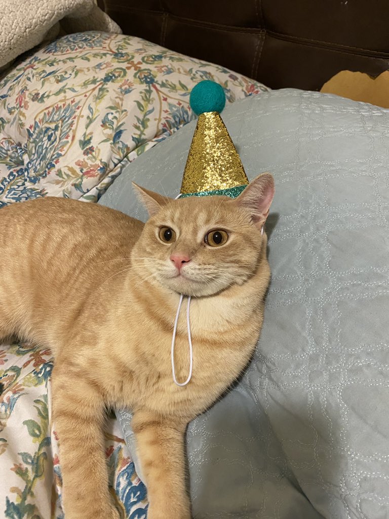 ShowYourCat's tweet photo. https://t.co/iRWT3msxIn