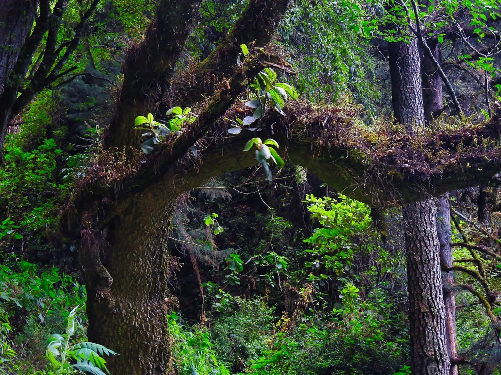 Magic forest / Bosque mágico #magicforest #bosquemagico #forest #bosque #green #verde #hiking #trekking #senderismo #lasminas #morelos #mexico