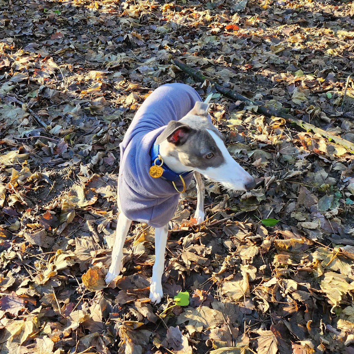 Explore in the woods with little man 💙
