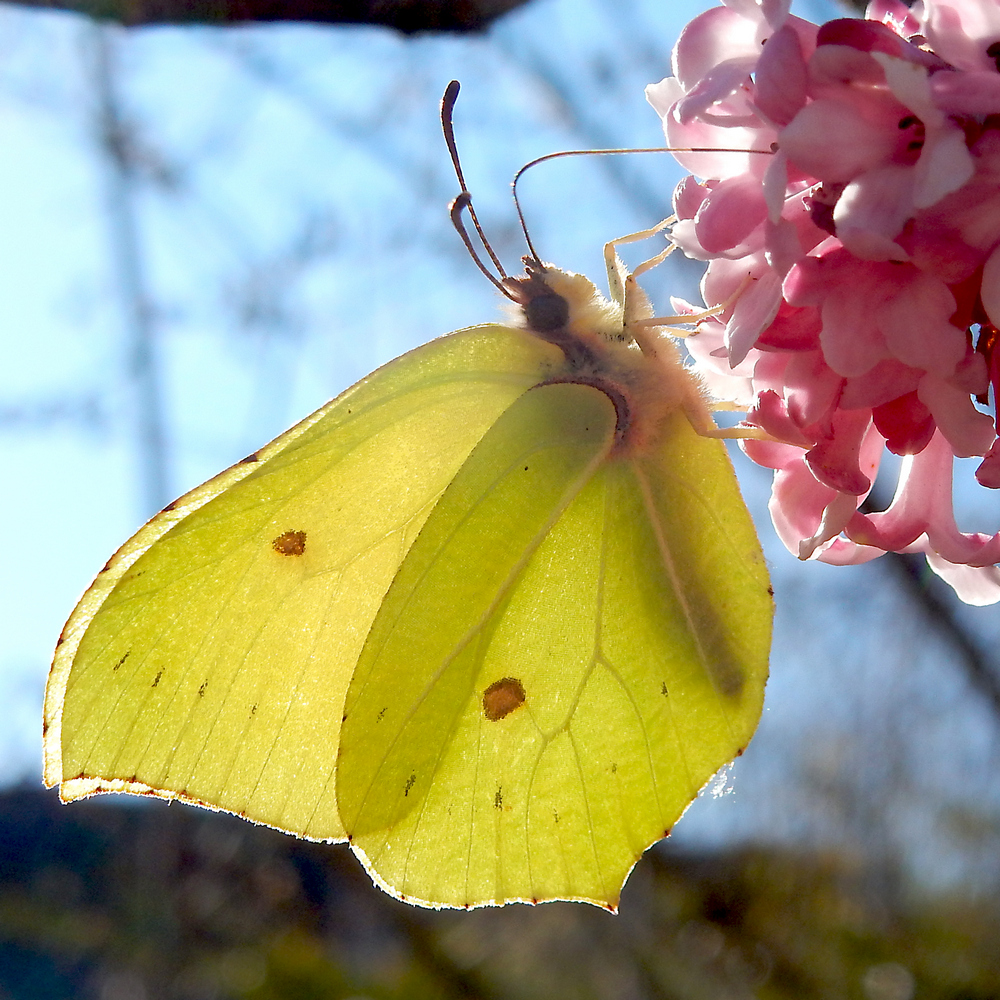 Er zijn gisteren, nieuwjaarsdag, al diverse actieve citroenvlinders gezien. Hoge temperaturen en eventjes zon maakten dat mogelijk.