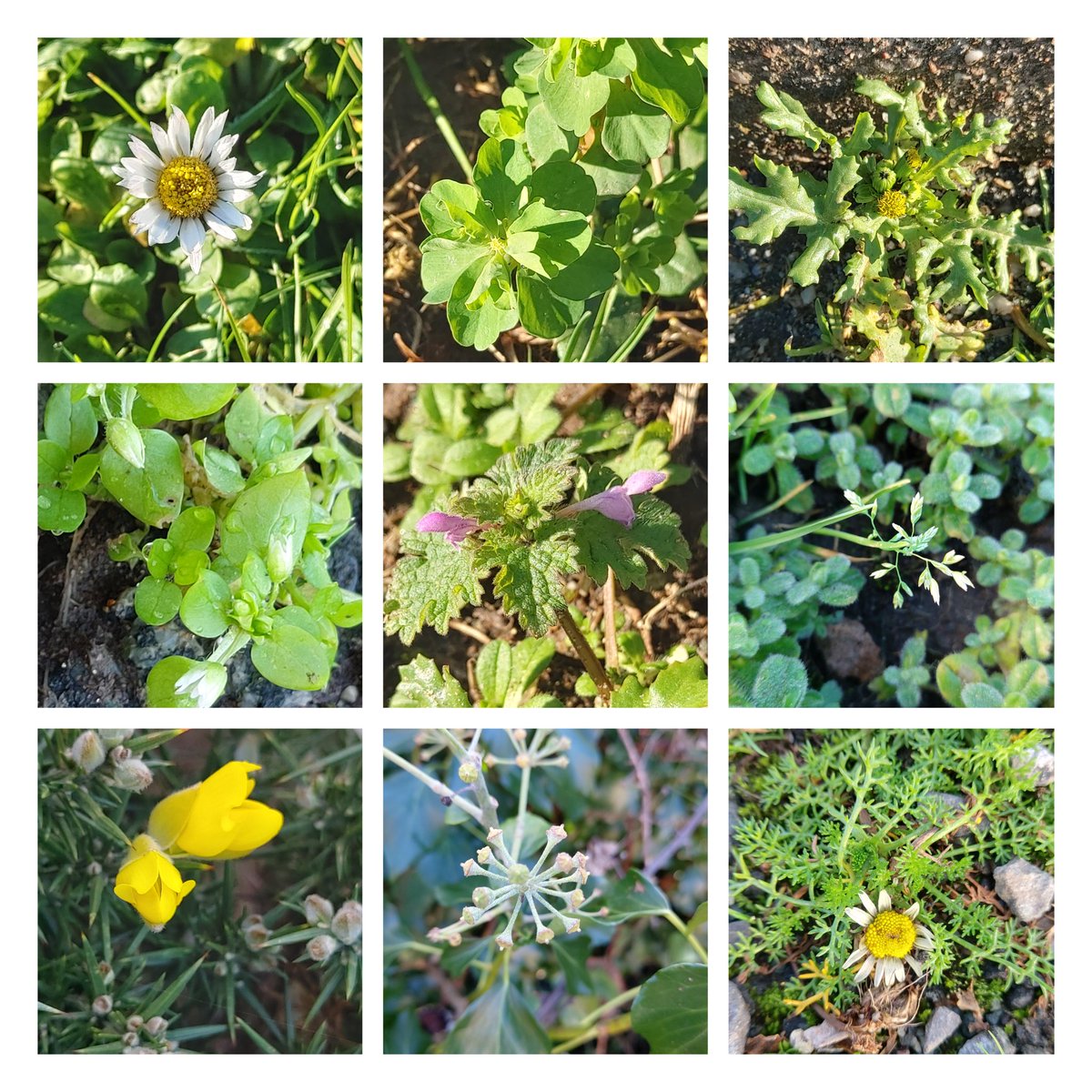 2nd day of my #NewYearPlantHunt in VC 52 #Anglesey managed to find 9 species today
#wildflowerhour