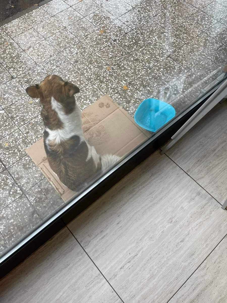 Girl who sat outside the shop needs a name. ❤️ What should we call her? Pick a name, donate 2€ and send the suggested name to us. Will write the names on pieces of paper, mix them and then pick one! 🐕 PayPal: klarasdogrescue@gmail.com #rescuedog #dogs #RTplease