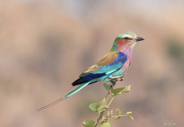 #birdphotography #beautifulbirds #birdart #birdlovers #giftideas #gifts #africanbirds #BuyIntoArt #AYearForArt get this and more:   
fineartamerica.com/featured/lilac…