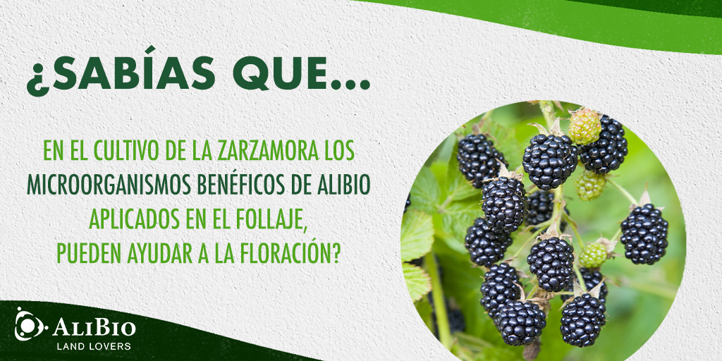 AliBioMX's tweet image. ¡Utilizar productos AliBio en tus #cultivos de #zarzamora, hará que recibas frutos más sanos!