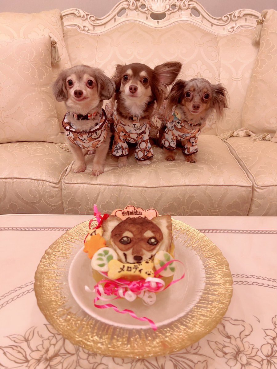 うちの長女めろたんの
お誕生日会もしました♥️🐶
長生きしてね♥️大好き😭💓 https://t.co/7UhfAz0hDK