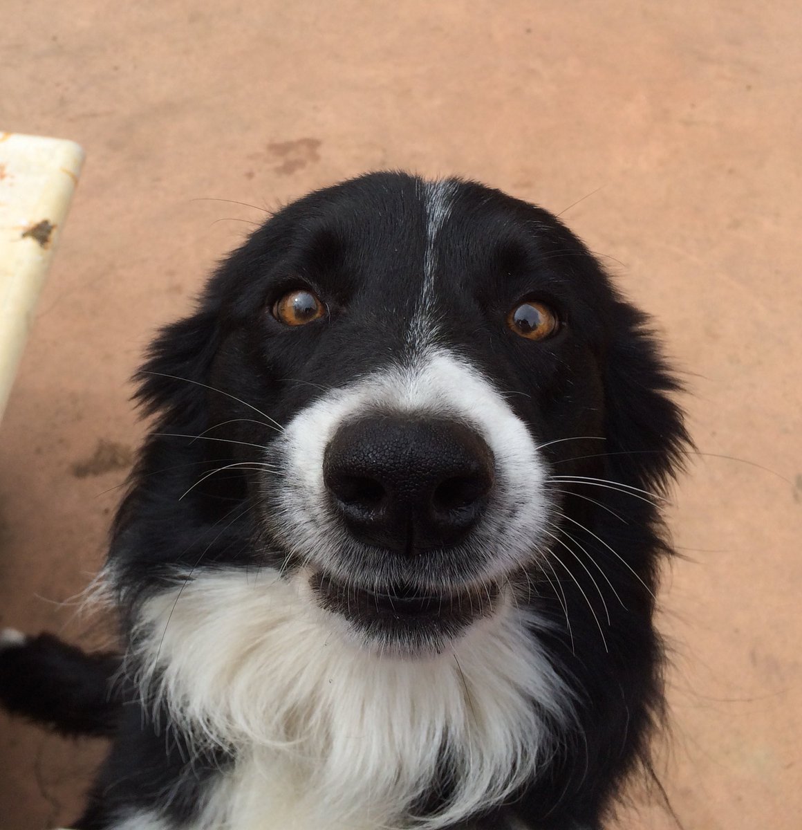 BeaMeitiner's tweet photo. @BraydenCreation Lagun (means friend in Basque). Always smiling! https://t.co/z5rSfz4nmu