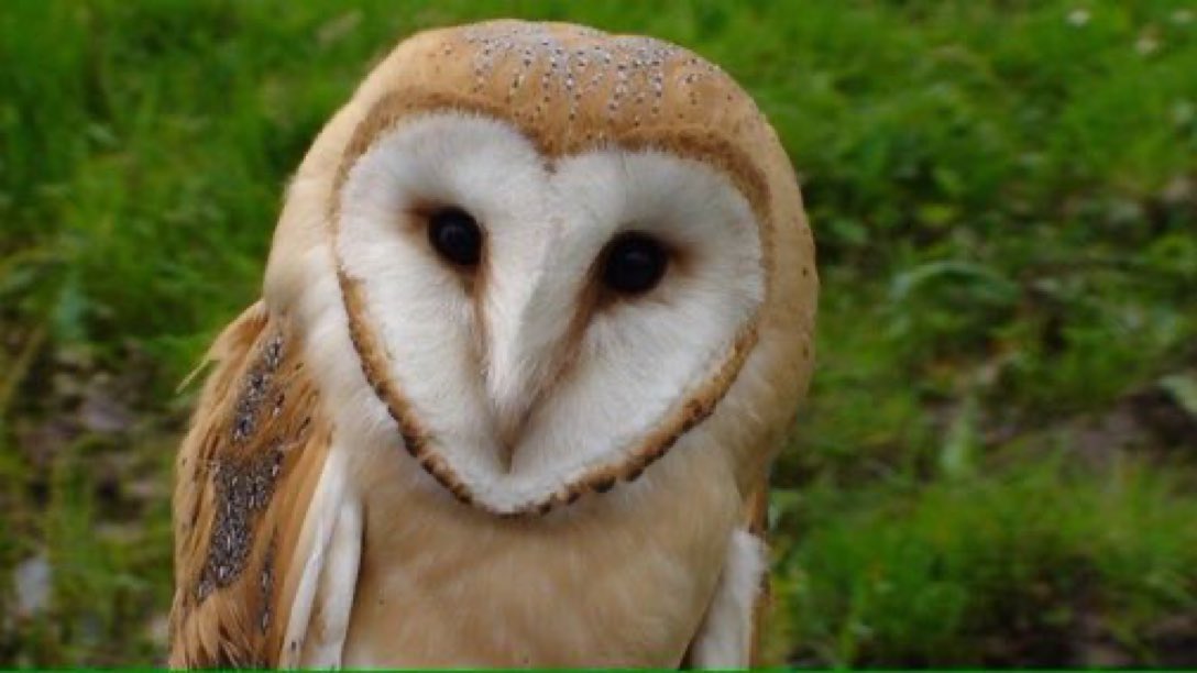 By providing more spray-free rough grassland and native hedgerow habitats for their prey, we can help barn owls survive and thrive. The regular presence of these beautiful birds is usually a good indicator of a healthy environment 🌿 #wildlife #rewilding #biodiversity