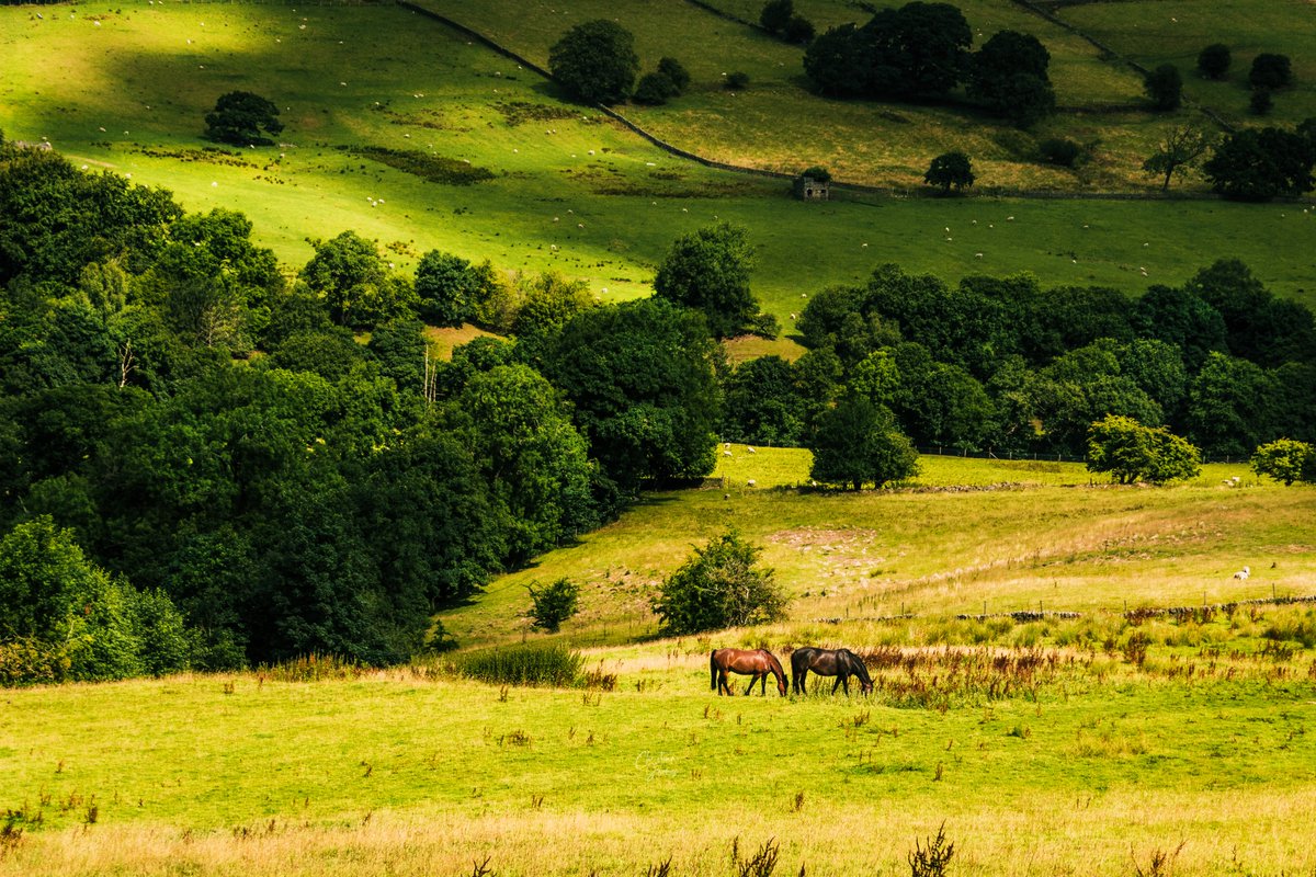 Horses of Haworth 🐴 Soaking up the sun in amongst rolling hills 🌳
-
#Horses #Haworth #WestYorkshire #HorseRiding #HorsebackRiding #HorseLovers #HorsePhotography #HorseShow #HorseJumping #HorseRacing #HorseTraining #HorseCare #HorseGrooming #HorseTack #HorseTrailRiding